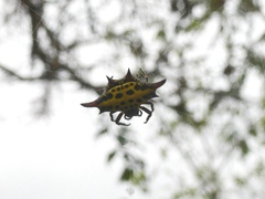 Gasteracantha sanguinolenta