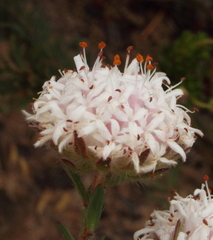 Pimelea brevifolia brevifolia