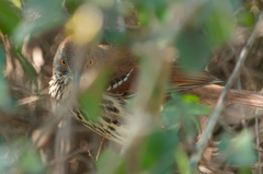 Toxostoma longirostre