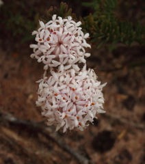 Pimelea brevifolia brevifolia