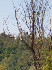 Milvus migrans migrans