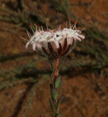 Pimelea brevifolia brevifolia