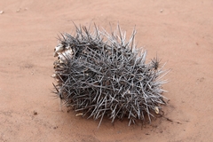 Ferocactus cylindraceus