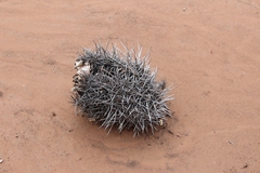 Ferocactus cylindraceus