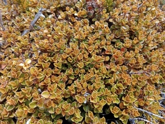 Myrsine nummularia