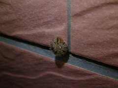 Plectotropis mackensii