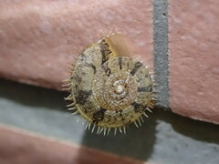 Plectotropis mackensii