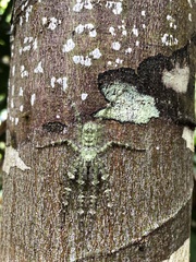 Pandercetes gracilis