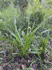 Hypoxis hemerocallidea