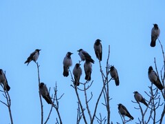 Corvus cornix
