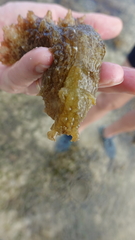 Dolabella auricularia