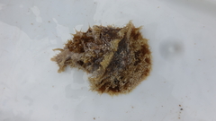 Dolabella auricularia