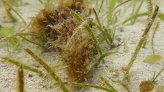 Dolabella auricularia