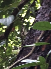 Graphium agamemnon