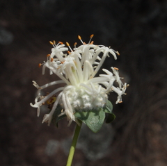 Pimelea angustifolia