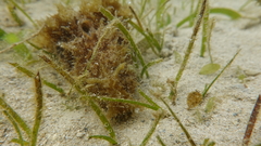 Dolabella auricularia