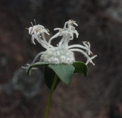 Pimelea angustifolia