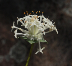 Pimelea angustifolia
