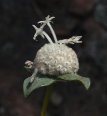Pimelea angustifolia