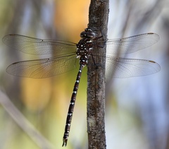 Austroaeschna unicornis