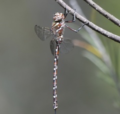 Austroaeschna unicornis