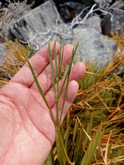 Aciphylla montana