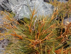 Aciphylla montana