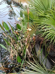 Sagittaria