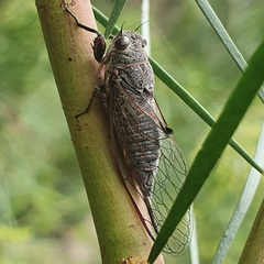 Atrapsalta corticina