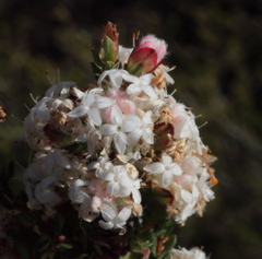 Pimelea brachyphylla