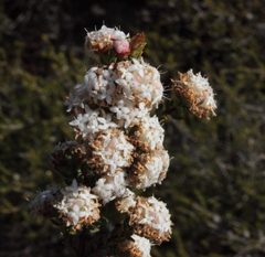 Pimelea brachyphylla