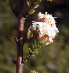Pimelea brachyphylla