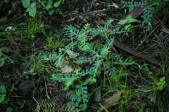 Phyllanthus debilis