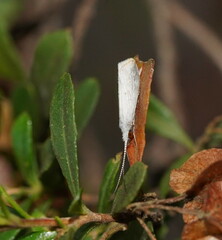 Asmicridea edwardsii