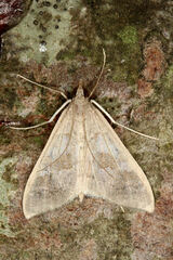 Mecyna asinalis