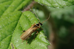 Cantharis decipiens