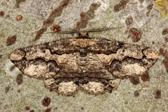Menophra japygiaria