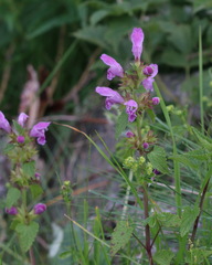 Lamium garganicum