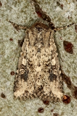 Mythimna languida