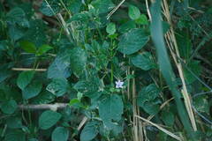 Ruellia prostrata