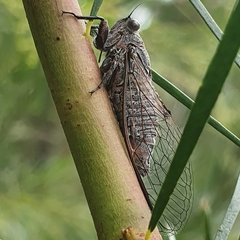 Atrapsalta corticina