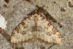Nebula ibericata