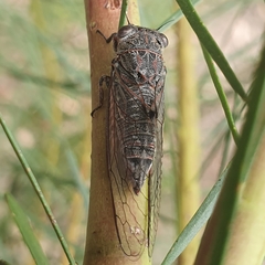 Atrapsalta corticina