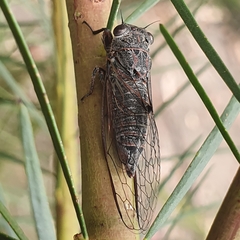 Atrapsalta corticina