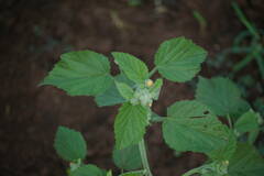 Malvastrum americanum