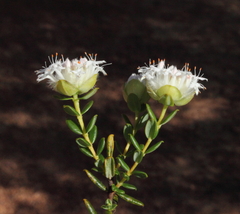 Pimelea ciliata ciliata