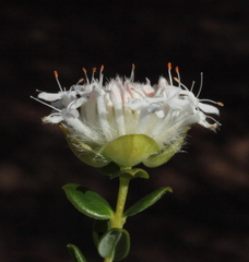 Pimelea ciliata ciliata