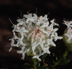 Pimelea ciliata ciliata