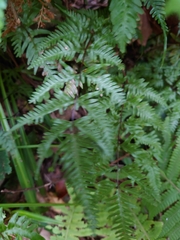 Pteris dispar