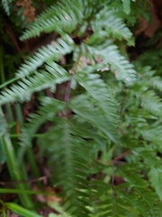 Pteris dispar